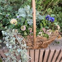 クローバー,シルバーレース,ディコンドラ,ビオラ　レディ,スイート  アリッサムの画像