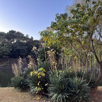 ユッカ,キジカクシ科,今日のお花,牧野富太郎博士命名植物の画像