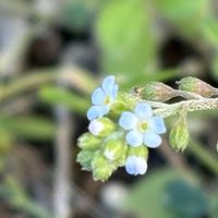 キュウリグサ,道端の草花,山野草,スマホ撮影,団地の敷地内の画像