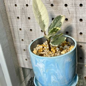 フィカス・ティネケ,リメイク鉢,DAISO,100均リメイク,seriaの画像