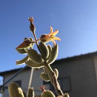 熊童子,多肉植物,多肉棚,コチレドン属,ベランダの画像