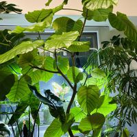 エバーフレッシュ,フィカス　ウンベラータ,フィロデンドロン,アロカシア,フィカスの画像