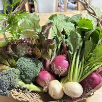 大根,白菜,カリフローレ,花のある暮らし,われら17年組の画像