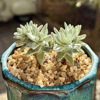 ホワイトグリーニー,ダドレア　ホワイトグリーニー,鉢植え,ダドレア,ネコ好きの画像