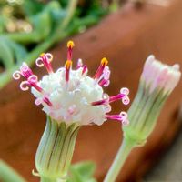 ドルフィンネックレス,ドルフィンネックレス,セネシオ属,玉ボケ倶楽部,多肉ファン❤︎の画像