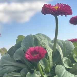 デイジー,デイジー,赤い花,レンガ,空と花の画像