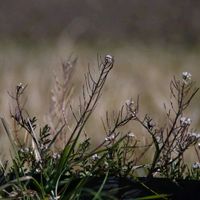 タネツケバナ,ウメ（梅）,メジロの画像