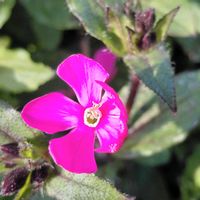 シレネ,お出かけ先の画像