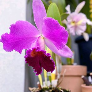 カトレア,カトレア,カラタネオガタマ,冬芽と葉痕,冬芽と葉痕の画像