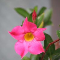 マンデビラ,マンデビラ,マンデビラ,つる性植物,沖縄の画像