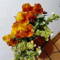 バコパ,パンジー,バコパ　ライムバリエガータ,パンジー・オレンジスライスの画像