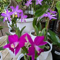 カトレア,カトレア,ミニカトレア,ミニカトレア,ヒメイチゴノキの画像