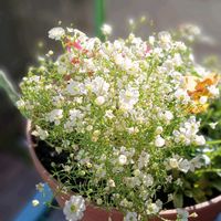 カスミソウ,GSに感謝。,お花は癒し,GS皆様ありがとう,はなのある暮らしの画像