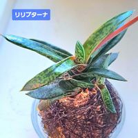 ガステリア リリプターナ(子亀姫),ガステリア,苔玉仕立て,ガステリア属,植物男子ベランダーの画像