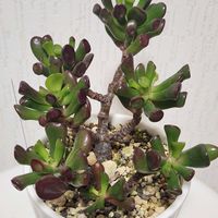 若緑,若緑,ゴーラム（宇宙の木）,ゴーラム（宇宙の木）,多肉植物の画像