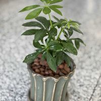 シェフレラ,カポック,シェフレラ ヤドリフカノキ,フカノキ,ウコギ科の画像