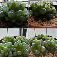 オブツーサ,ジュウニノマキ,竜鱗,瑠璃殿の画像