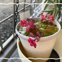 夕映え,日高ミセバヤの画像