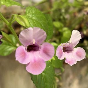 PWスーパートレニアカタリーナピンクリバー,ガーデニング,花のある暮らし,ナチュラルスタイル,おうち園芸の画像