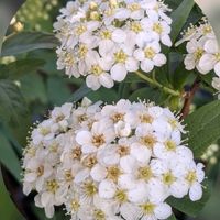 コデマリ,コデマリ,ツワブキ,プラチーナ,ビオラの画像