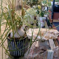 トックリラン,多肉植物,観葉植物,塊根植物,ベランダの画像