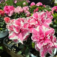 アザレア,ユッカの画像