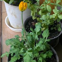 アイスランドポピー,チーム愛知,Juneの会,2020年6月同期No.013の画像