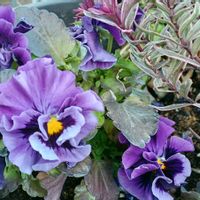 パンジー,ヘーベ,パンジーゆみの画像