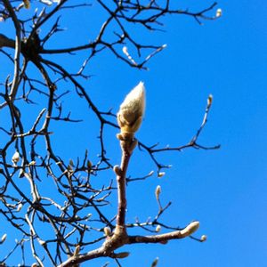 コブシ,コブシ,センダン,青空,春の息吹の画像