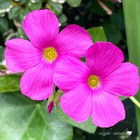 カタバミ,花のある暮らし,お散歩写真,お花が好き♡,綺麗なお花の画像