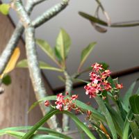 クリスマスローズ,プルメリア,オンシジウム・トゥインクル,頑張れ北陸♡の画像