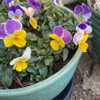 クロッカス,ムスカリ,ビオラ,ビオラ・パンジー,GS映えの画像