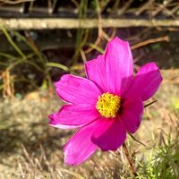 コスモス,観葉植物,癒し,グリーンのある暮らし,GSのみなさんに感謝♡の画像