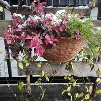 チェッカーベリー,初雪カズラ,五色カズラ,元気もらえる,お花のある暮らしの画像