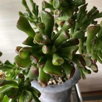 ゴーラム（宇宙の木）,鉢植え,縁側多肉,陽のあたる縁側,我が家の多肉植物の画像