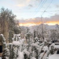 ローズマリー,コルジリネ,コルジリネ レッドスター,ほんとうの空のある福島,花ブローチ倶楽部の画像