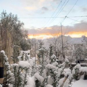 ローズマリー,コルジリネ,コルジリネ レッドスター,ほんとうの空のある福島,花ブローチ倶楽部の画像