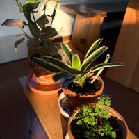 アジアンタム,シンゴニウム,ニデラリウム ファイヤーボール,カインズのミニ観葉植物の画像