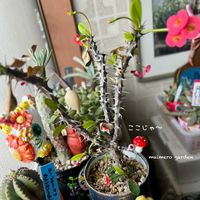 ハナキリン,オヤジ祭り,全国オヤジ連合会,全国オヤジ連合会No.22,いちごみるくちゃんのオヤジちゃんの画像