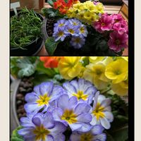 ガーデンシクラメン,プリムラ　ジュリアン,レースラベンダー,オレガノケントビューティ,土曜日は紫の花の画像