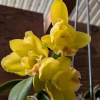 カトレア,スマホ撮影,棚の画像