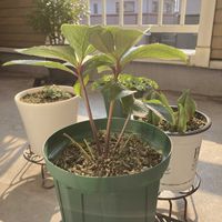 アネモネ,アネモネ,クリスマスローズ,クリスマスローズ,チューリップの画像