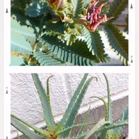 ミモザ,キダチアロエ,チーム愛知,すずガーデンの画像