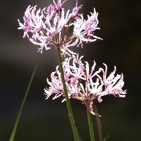 ネリネ,ダイヤモンドリリー,花のある暮らし,ピンク色の花,花探し散歩の画像