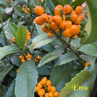 センリョウ,センリョウ,斑入りヤブコウジ,斑入りヤブコウジ,金豆(キンズ)の画像