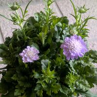 アネモネ,スカビオサ,青い花マニア,頂きました♡,美しく青きドヨウの画像