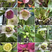 クリスマスローズ,クリスマスローズ,クリスマスローズ 氷の薔薇,クリスマスローズ クレオパトラ,花のある暮らしの画像