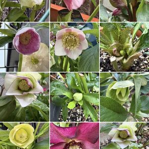 クリスマスローズ,クリスマスローズ,クリスマスローズ 氷の薔薇,クリスマスローズ クレオパトラ,花のある暮らしの画像