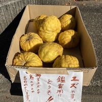 獅子柚子,獅子柚子,鬼柚子,鬼柚子,ユズの画像