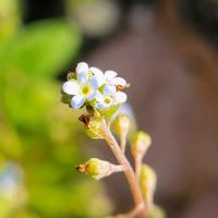 キュウリグサ,山野草,野草,野の花,スマホ撮影の画像